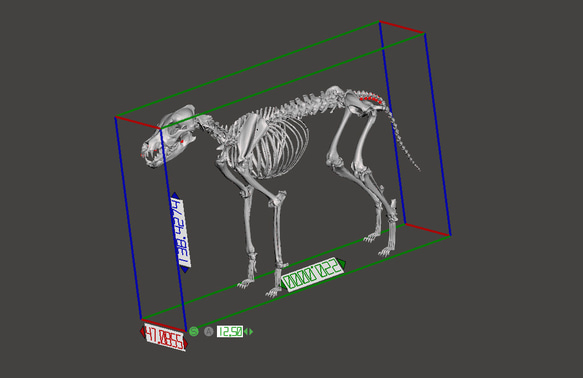 【受注生産】ニホンオオカミの全身骨格模型 7枚目の画像