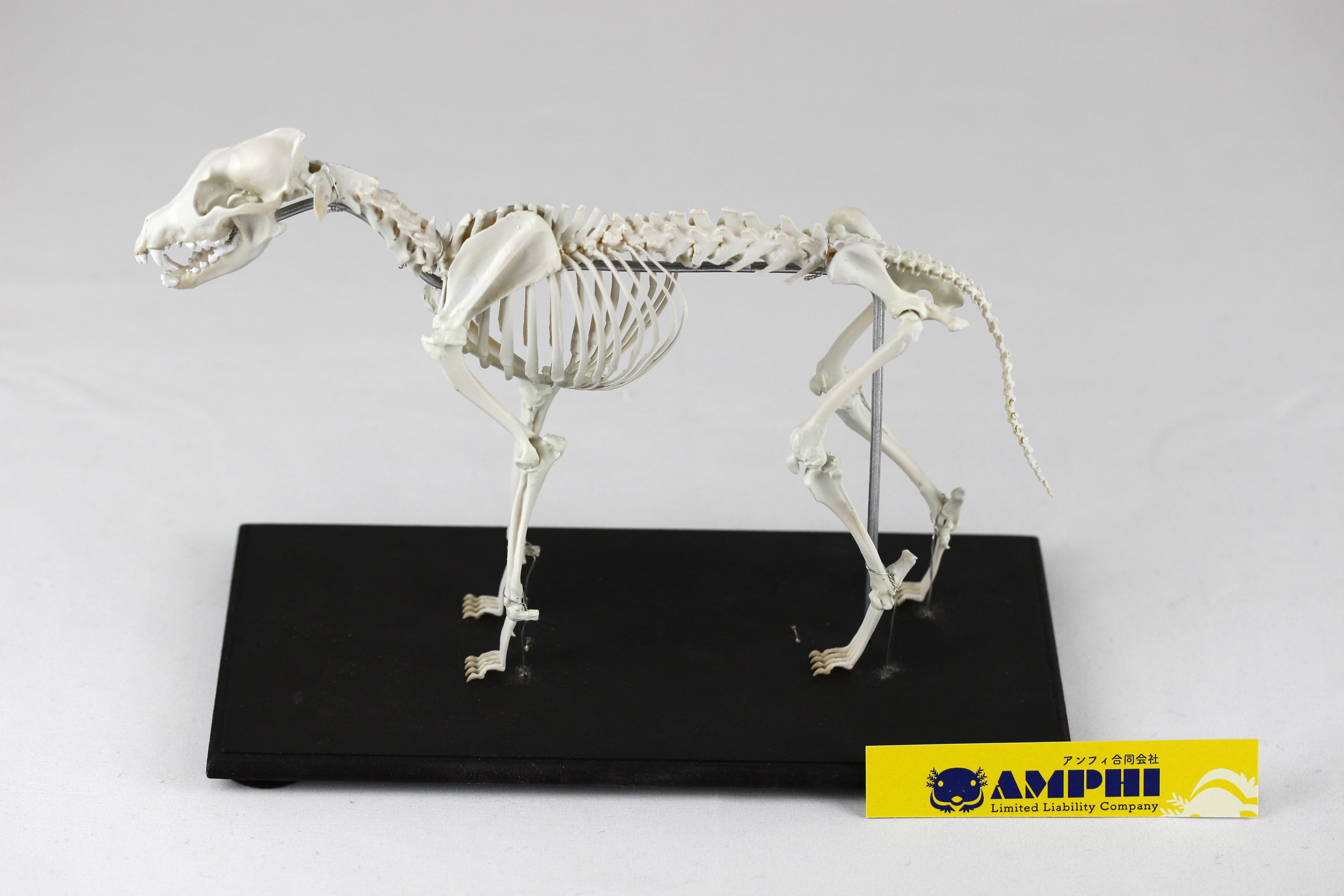 【受注生産】ニホンオオカミの全身骨格模型