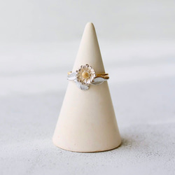 北極環 第10張的照片