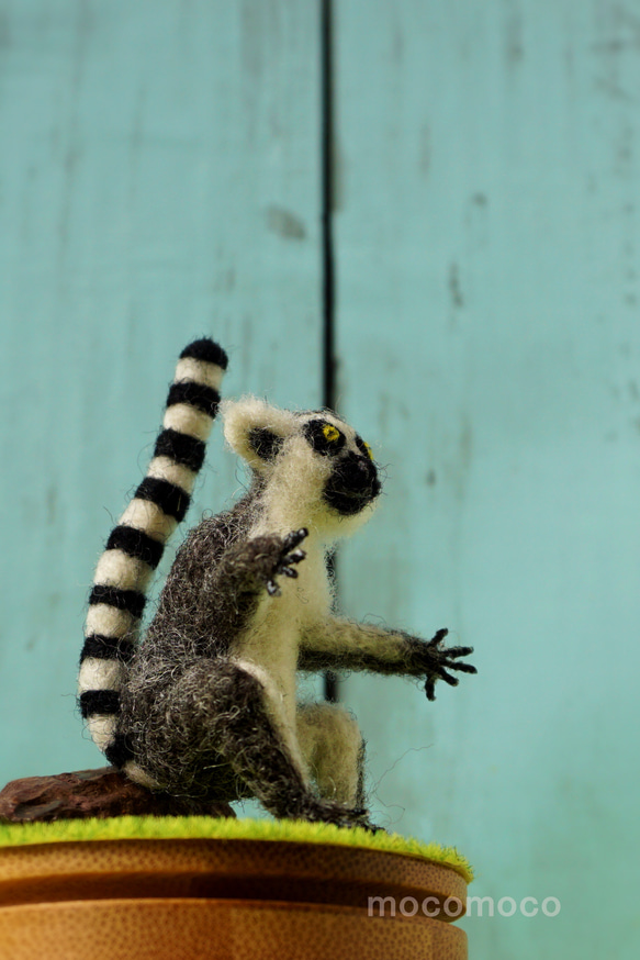 フェルティング彫刻petit・U動物園シリーズ　ワオキツネザルのオカヤン　☆羊毛フェルティング☆あかころ☆ 15枚目の画像