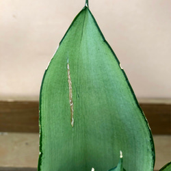 観葉植物　サンスベリア　ムーンシャイン 4枚目の画像