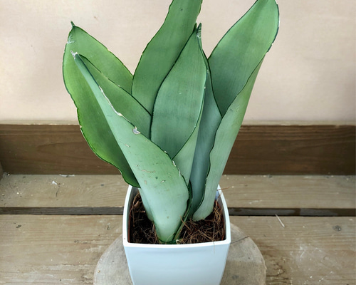 727b60106da7e45b09bc6ce677bba7