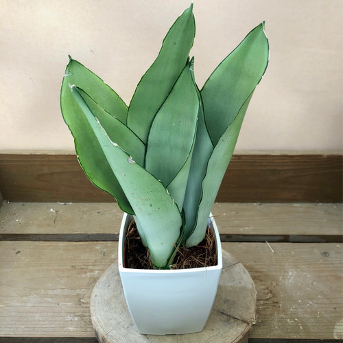 観葉植物 サンスベリア ムーンシャイン アートフラワー plant life
