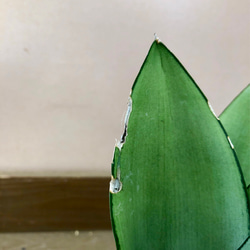 観葉植物　サンスベリア　ムーンシャイン 3枚目の画像