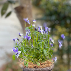 ＊寄せ植え＊碧いうさぎを素敵鉢デローマに。 6枚目の画像