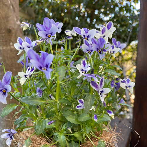 稀少ビオラ・碧いうさぎ＆ヌーヴェルヴァーグ寄せ植え☆水色
