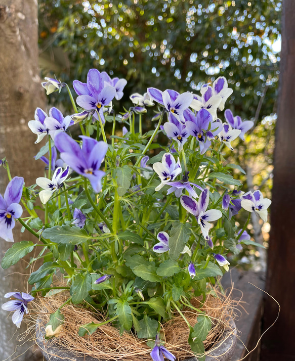 ＊寄せ植え＊碧いうさぎを素敵鉢デローマに。 5枚目の画像