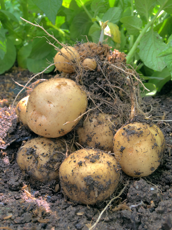 たまごと初夏の野菜セット【8種類・Mサイズ】 5枚目の画像