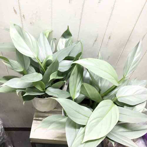フィロデンドロン　シルバーメタル　斑入り philodendron silver metal フィロデンドロン シルバーメタル
