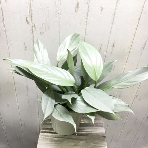 philodendron silver metal フィロデンドロン シルバーメタル その他