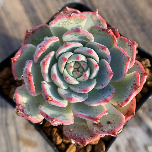 274.多肉植物 寄せ植え エケベリア属 ピンクドット 新品種 抜き苗