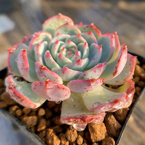 274.多肉植物 寄せ植え エケベリア属 ピンクドット 新品種 抜き苗