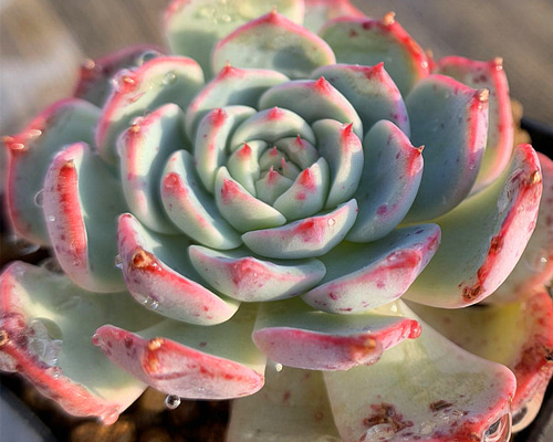 ★多肉植物　寄せ植え〜手作り　木製手押しカート　中　ピンク〜★ ウッドプランターハンドメイド多肉植物寄せ植え ☆多肉植物寄せ