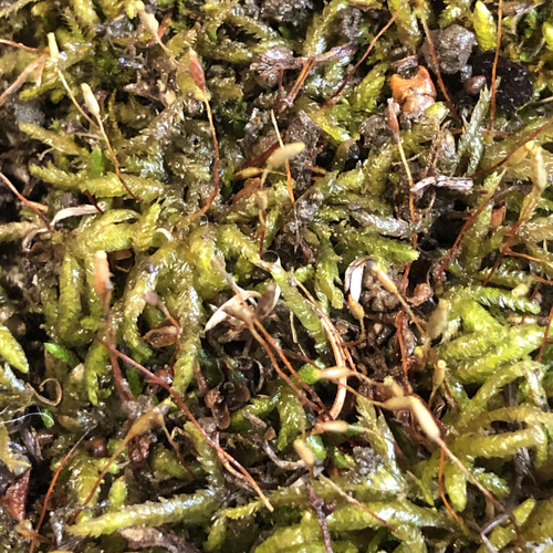 ハイ苔 ＊ ハイゴケ コケ 苔 天然苔 テラリウム 苔玉 素材 その他素材