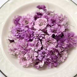 かすみ草　Dパープル　ドライフラワー 　染め　花材　DIY　ムラサキ　紫　赤味パープル 2枚目の画像