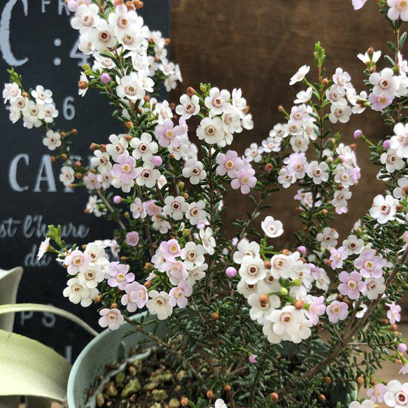 マイクロワックス♡毎年咲きます♡マイクロな花♡ガーデニング♡観葉植物 5枚目の画像