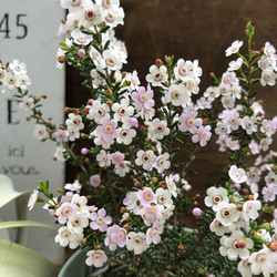 マイクロワックス♡毎年咲きます♡マイクロな花♡ガーデニング♡観葉植物 8枚目の画像