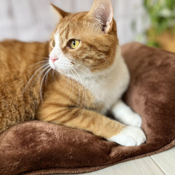 【頭が置ける‼︎】リアルダウンたっぷり使用ペットベッド　＋　ふわふわ専用カバーセット　クッション　犬猫用 2枚目の画像