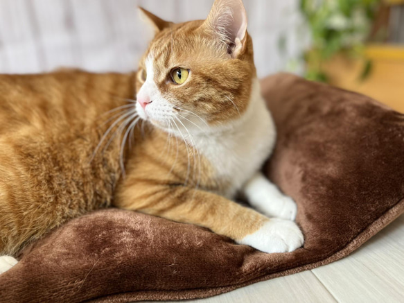 【頭が置ける‼︎】リアルダウンたっぷり使用ペットベッド　＋　ふわふわ専用カバーセット　クッション　犬猫用 2枚目の画像