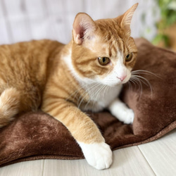 【頭が置ける‼︎】リアルダウンたっぷり使用ペットベッド　＋　ふわふわ専用カバーセット　クッション　犬猫用 1枚目の画像