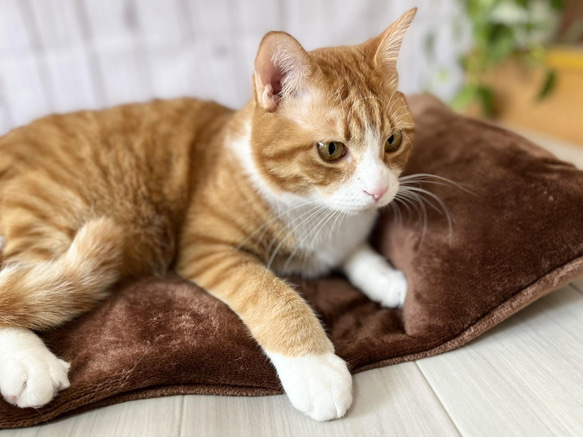 【頭が置ける‼︎】リアルダウンたっぷり使用ペットベッド　＋　ふわふわ専用カバーセット　クッション　犬猫用 1枚目の画像