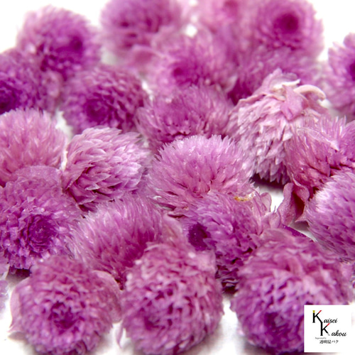 大地農園！プリザーブドフラワー 「千日紅 センニチコウ スウィート