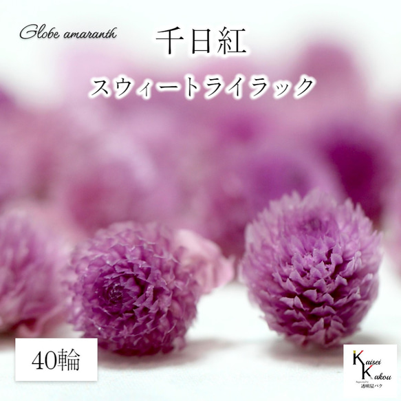 大地農園！プリザーブドフラワー 「千日紅 センニチコウ スウィート