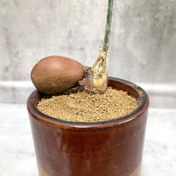 ディオーン・スピヌロスム　希少植物　鉢込み 3枚目の画像