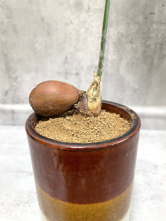 ディオーン・スピヌロスム　希少植物　鉢込み 3枚目の画像