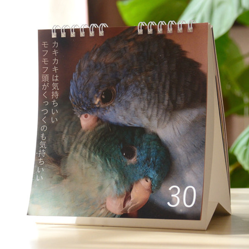 サザナミインコ日めくりカレンダー「インコひめくり」｜小夏（コバルト