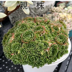 プラティフィラ　多肉植物 4枚目の画像