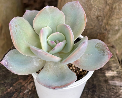 白鳳 多肉植物 多肉植物 kanomarihome 通販 12987851｜Creema(クリーマ)