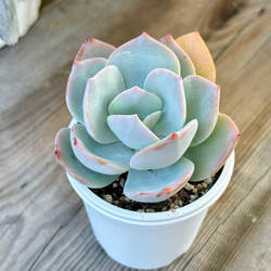 ツナミ錦　白覆輪　小苗　多肉植物　エケベリア 71jgvNT2iuL._UF350,350_QL50_.jpg