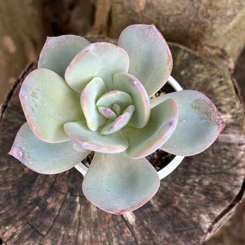 多肉植物 エケベリア 白鳳hyb 超大群生　抜き苗 多肉植物 エケベリア 白鳳hyb 超大群生 抜き苗