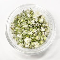 TUBOMI　Nホワイト　かすみ草　蕾　ドライフラワー 　白　花材　自然色　無着色 2枚目の画像