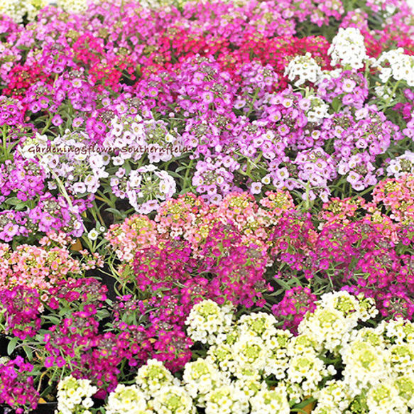 2苗セット】 花苗 スイートアリッサム ピンク ホワイト ピーチ
