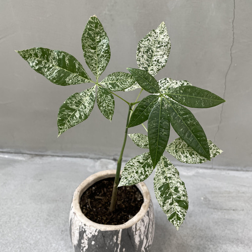 【希少・実生斑入り】パキラ グラブラ 斑入り 実生株 パキラ グラブラ 斑入り 実生 | GREEN LUCK