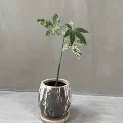 【希少】斑入りパキラ（実生）一点物|引き取り限定 実生 斑入りパキラ 希少 一輪挿し・花瓶・花器 __@verdeplants__ 通販