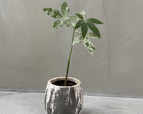 実生 斑入りパキラ 希少 一輪挿し・花瓶・花器 __@verdeplants__ 通販