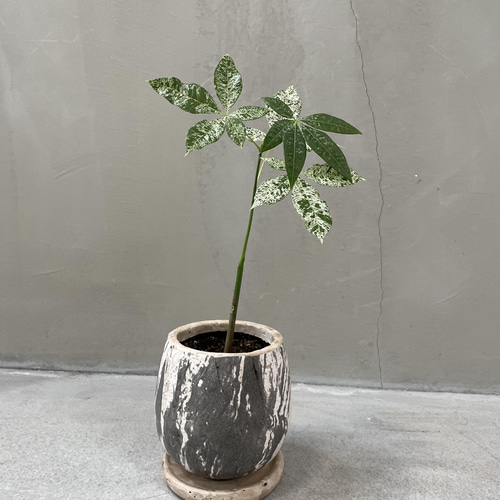 パキラ 斑入り 実生　希少 超希少な斑入り実生パキラを買ってもらった♪ | 満花今日