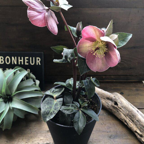 ピッパズパープル♡クリスマスローズ♡大苗♡ガーデニング アート