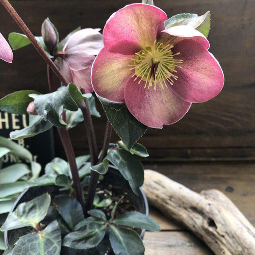 ピッパズパープル♡クリスマスローズ♡大苗♡ガーデニング アート