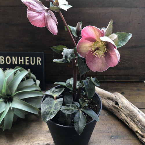 ピッパズパープル♡クリスマスローズ♡大苗♡ガーデニング アート