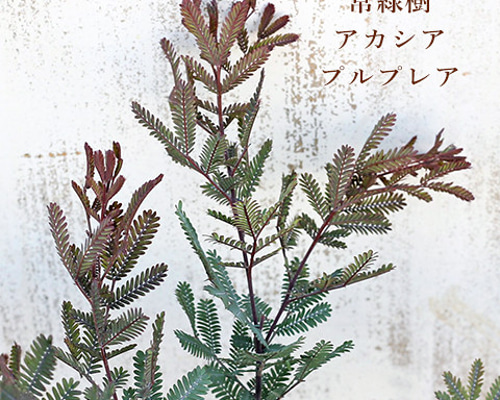 常緑苗木 ミモザ アカシア プルプレア 3.5号 銅葉 銀葉アカシア 黄色