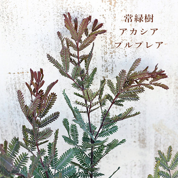 常緑苗木 ミモザ アカシア プルプレア 3.5号 銅葉 銀葉アカシア 黄色 花 春に咲く 庭木 植木 1枚目の画像