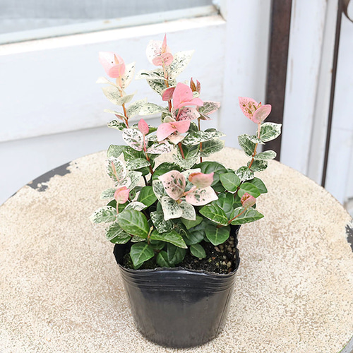 草花苗 ハツユキカズラ 初雪かずら 斑入り テイカカズラ 3号 多年草