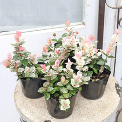 花苗 八重咲き 百日草 ジニア ザハラ・ダブルサーモン 3.5号