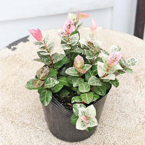 草花苗 ハツユキカズラ 初雪かずら 斑入り テイカカズラ 3号 多年草