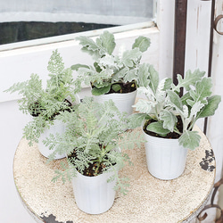 送料無料現品販売 常緑樹 パールアカシア ポダリーフォリア 8号 高さ