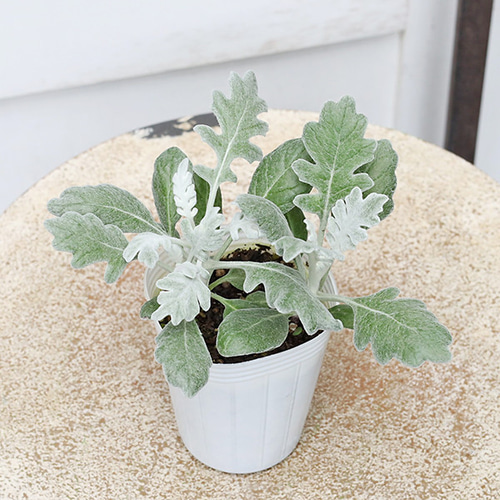 値引きセール 草花苗 シロタエギク シルバーダスト ダスティミラー 2.5